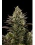 Silent Seeds - White Widow Fem