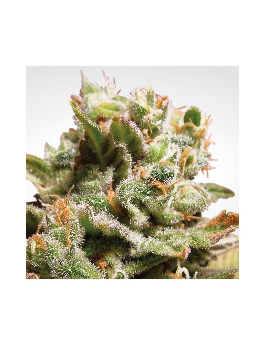 Paradise Seeds - Dutch Dragon feminisiert