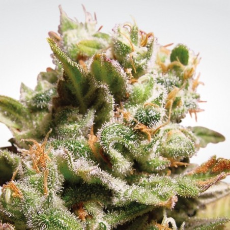 Paradise Seeds - Dutch Dragon feminisiert