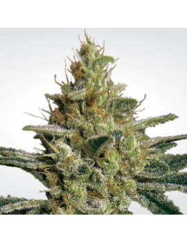 Paradise Seeds - Allkush feminisiert