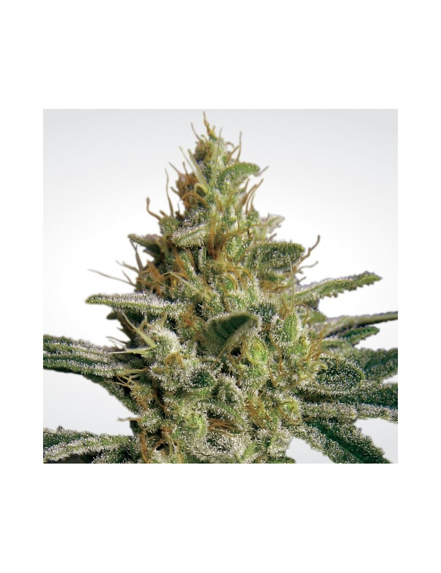 Paradise Seeds - Allkush feminisiert