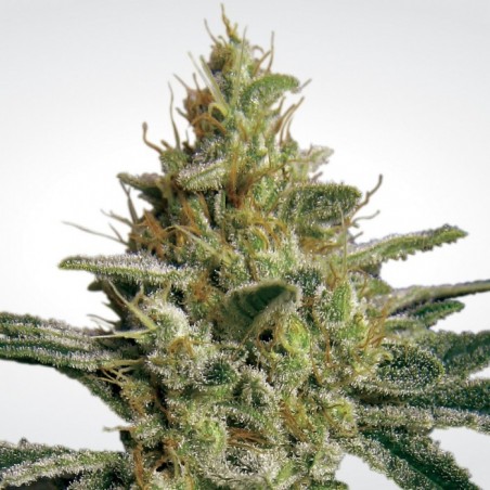 Paradise Seeds - Allkush feminisiert