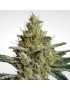 Paradise Seeds - Allkush femminizzata