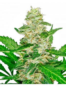 Sensi Seeds - Super Skunk...