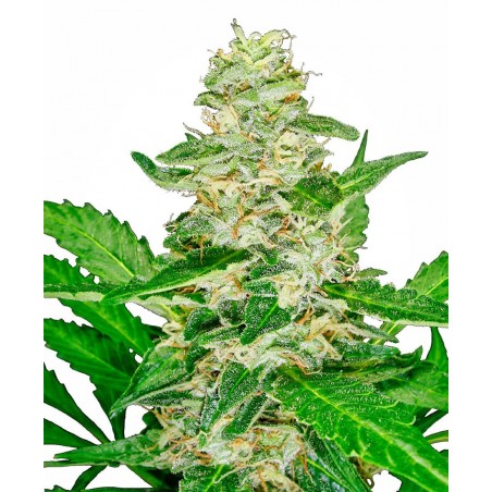 Sensi Seeds - Super Skunk Automatik