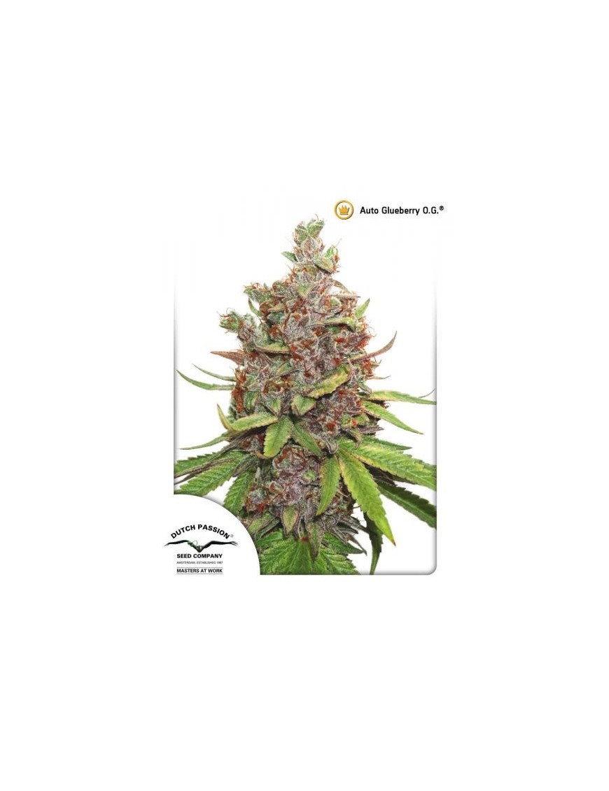 Car Glueberry O.G. - Dutch Passion