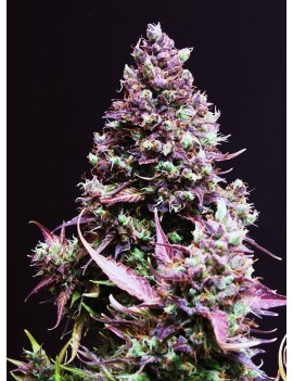 Semillas dulces - Cream Caramel Auto