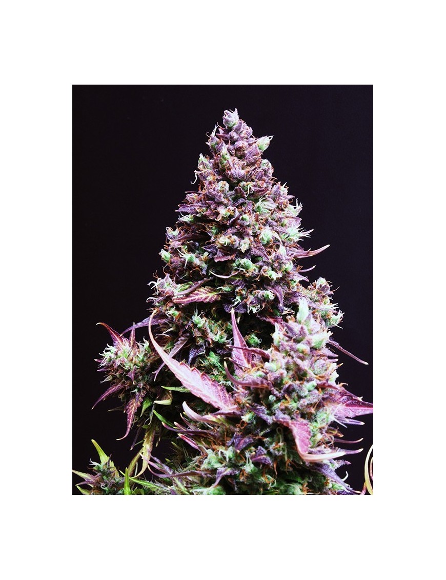 Semillas dulces - Cream Caramel Auto