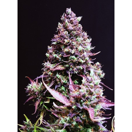 Semillas dulces - Cream Caramel Auto