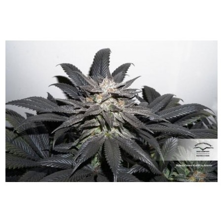 Bubba Island Kush - Dutch Passion (frequently feminized THC seeds)