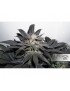 Bubba Island Kush - Dutch Passion (frequently feminized THC seeds)