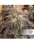 Bubba Island Kush - Dutch Passion (frequently feminized THC seeds)