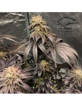 Bubba Island Kush - Dutch Passion (frequently feminized THC seeds)