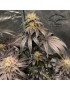 Bubba Island Kush - Dutch Passion (frequently feminized THC seeds)