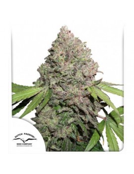 CBD Charlotte's Angel - Dutch Passion (Semillas CBD feminizadas regulares)