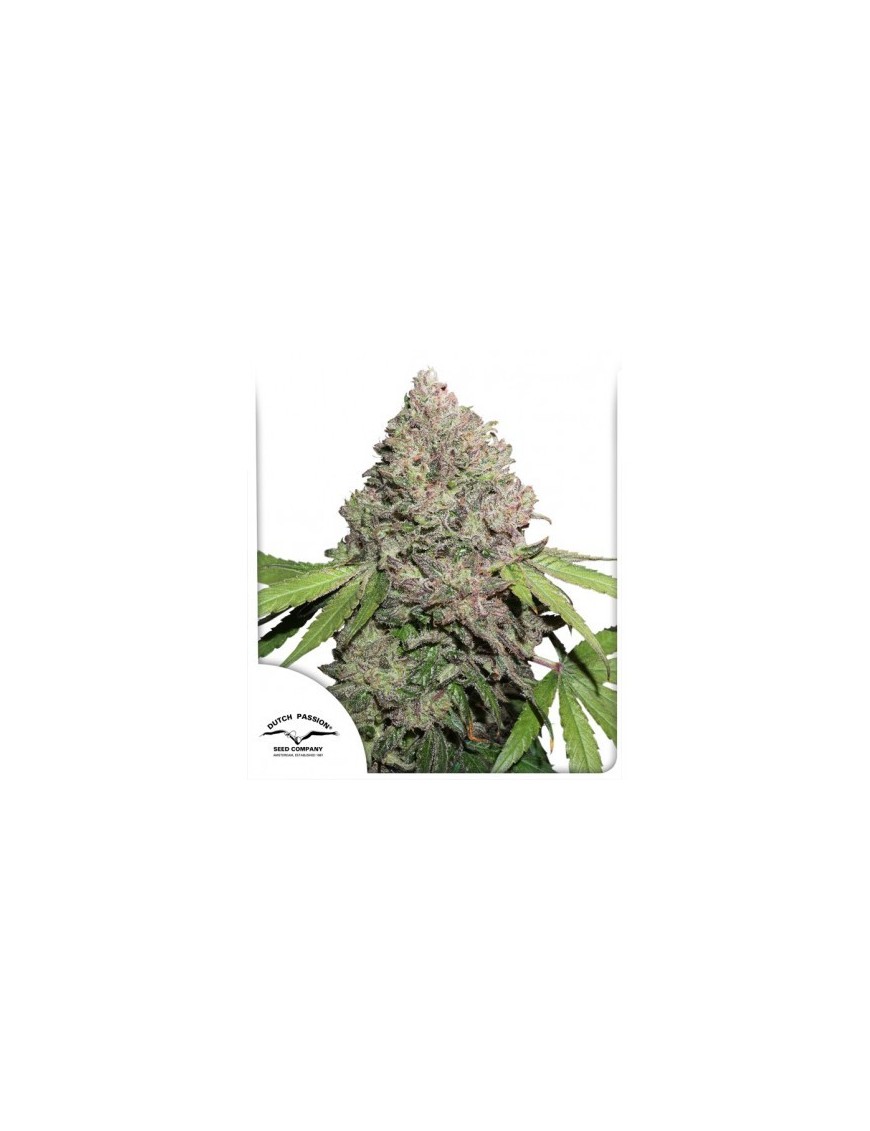 CBD Charlotte's Angel - Dutch Passion (Semillas CBD feminizadas regulares)