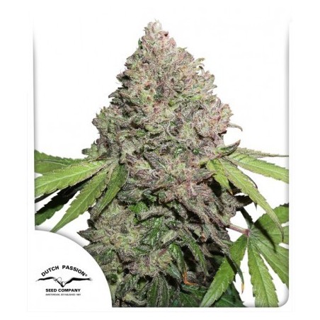 CBD Charlotte's Angel - Dutch Passion (Semillas CBD feminizadas regulares)