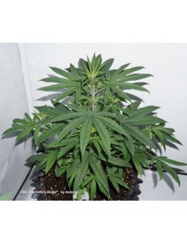 CBD Charlotte's Angel - Dutch Passion (Semillas CBD feminizadas regulares)