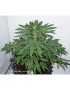 CBD Charlotte's Angel - Dutch Passion (Semillas CBD feminizadas regulares)