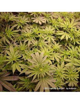 CBD Charlotte's Angel - Dutch Passion (Semillas CBD feminizadas regulares)