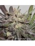 CBD Charlotte's Angel - Dutch Passion (Semillas CBD feminizadas regulares)