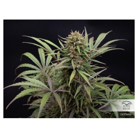 CBD Compassion - Dutch Passion (Semillas CBD feminizadas regulares)