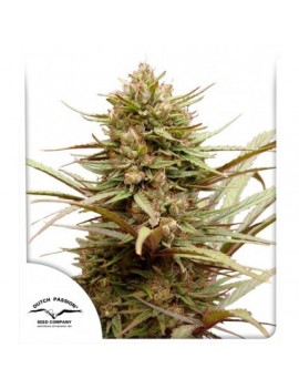 CBD Compassion - Dutch Passion (Semillas CBD feminizadas regulares)