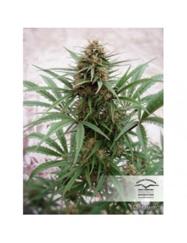 CBD Compassion - Dutch Passion (Semillas CBD feminizadas regulares)