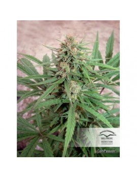 CBD Compassion - Dutch Passion (Semillas CBD feminizadas regulares)