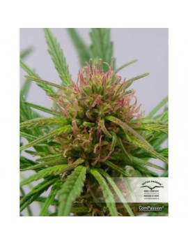 CBD Compassion - Dutch Passion (Semillas CBD feminizadas regulares)