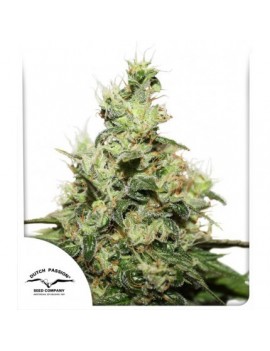 CBD Kush - Dutch Passion (...