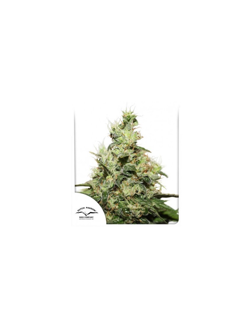 CBD Kush - Dutch Passion ( regular feminized CBD seeds)