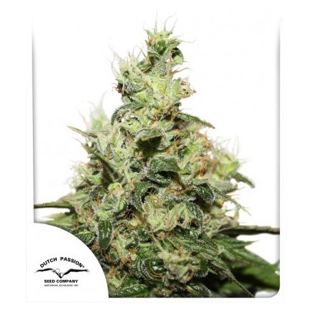 CBD Kush - Dutch Passion ( regular feminized CBD seeds)