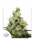 CBD Kush - Dutch Passion ( regular feminized CBD seeds)