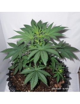 CDB Kush..- Dutch Passion (Semillas CBD feminizadas regulares)