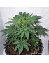 CBD Kush - Dutch Passion ( regular feminized CBD seeds)