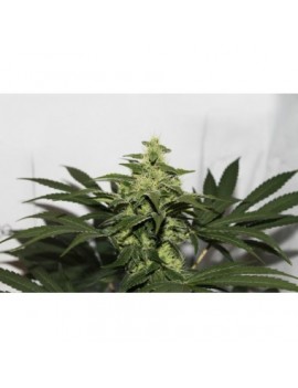 CBD Kush - Dutch Passion ( regular feminized CBD seeds)