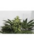 CBD Kush - Dutch Passion ( regular feminized CBD seeds)