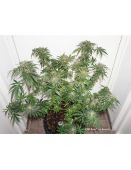 CBD Kush - Dutch Passion ( regular feminized CBD seeds)