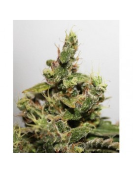 CBD Kush - Dutch Passion ( regelmäßige feminisierte CBD-Samen)