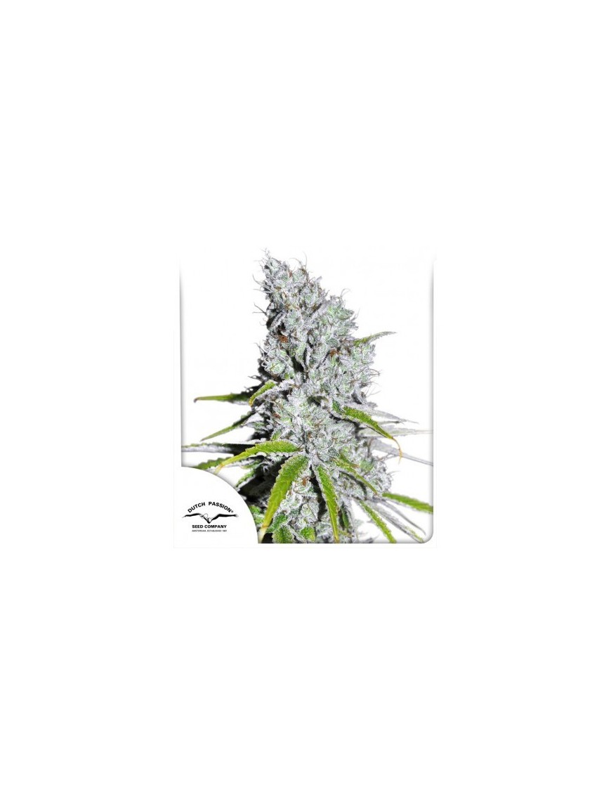 CBD Skunk Haze - Dutch Passion ( regular feminized CBD seeds)