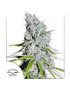 CBD Skunk Haze - Dutch Passion ( regular feminized CBD seeds)