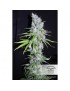 CBD Skunk Haze - Dutch Passion ( regular feminized CBD seeds)