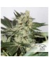 CBD Skunk Haze - Dutch Passion ( regular feminized CBD seeds)