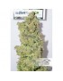 CBD Skunk Haze - Dutch Passion ( regular feminized CBD seeds)