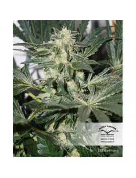 Escondido Haze - Dutch Passion (Semillas CBD feminizadas regulares)