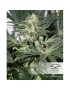 CBD Skunk Haze - Dutch Passion ( regular feminized CBD seeds)