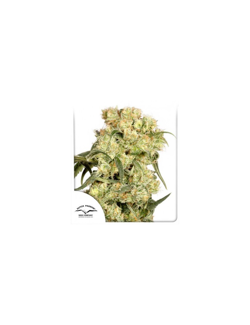 Freddy's Best - Dutch Passion (frequently feminized THC seeds)