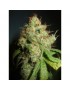 Freddy's Best - Dutch Passion (frequently feminized THC seeds)