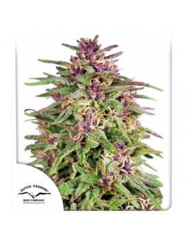 Frisian Dew - Dutch Passion (normale feminisierte THC Samen)